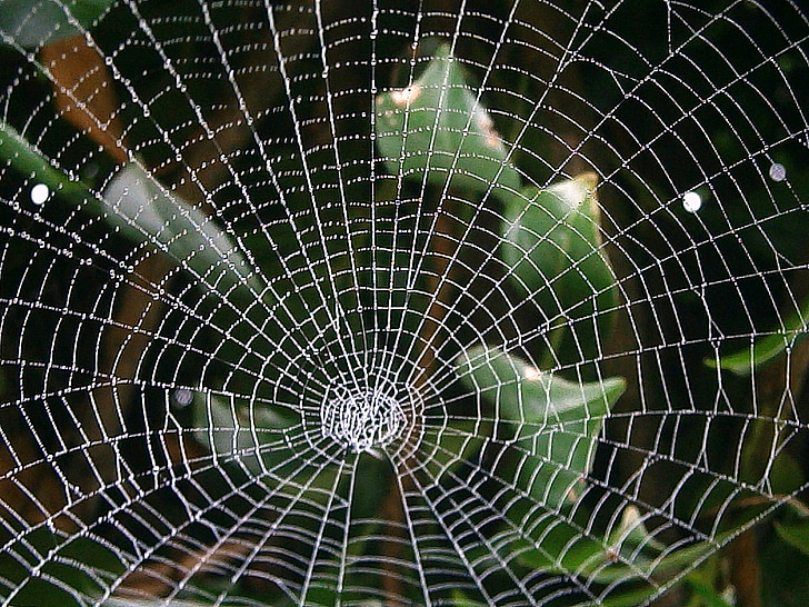 zirnekļa tīkls, tīkls, rudens, tīklošanas, kopsavilkums, likumprojekts, gaisma