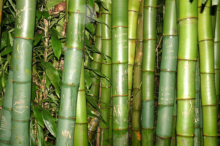 bambou, vacances, exotiques, nature, bambou - plante, l’Asie, bambou - matériel