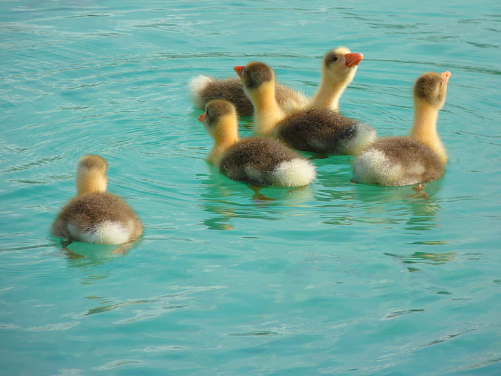 goose, chicken, gaensekuecken, animals, water, swim, bird