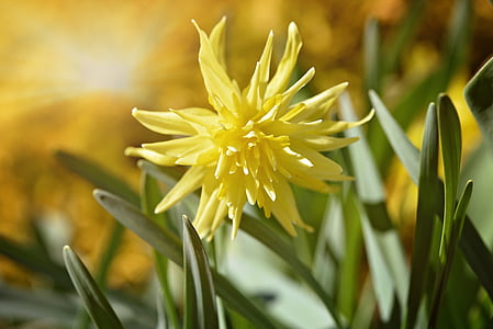 Narcissus, bunga, Blossom, mekar, kuning, bunga kuning, bunga musim semi
