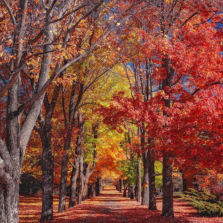 rudenį, rudenį, medžiai, spalvinga, lapija, stogelis, kurių lapai