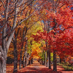 musim gugur, musim gugur, pohon, warna-warni, dedaunan, kanopi, jatuh daun