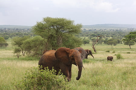 Gajah, Afrika, Tanzania, tarangire, hewan liar, Safari, satwa liar