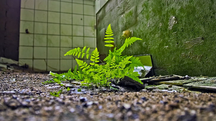 lost places, fern, fouling, nature, old, leave, ruin