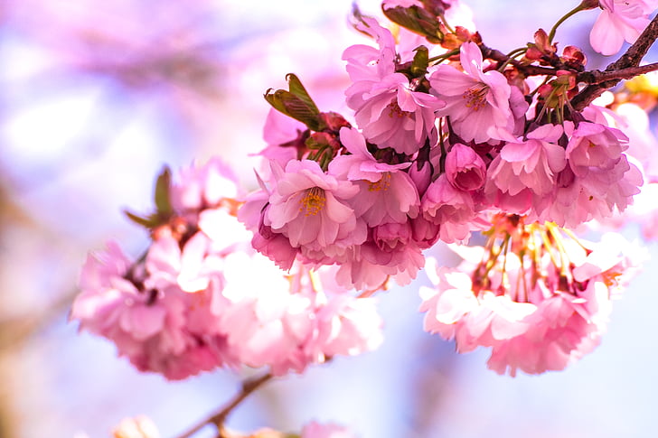 pink, petaled, flower, daytime, tree, blossoms, blossom