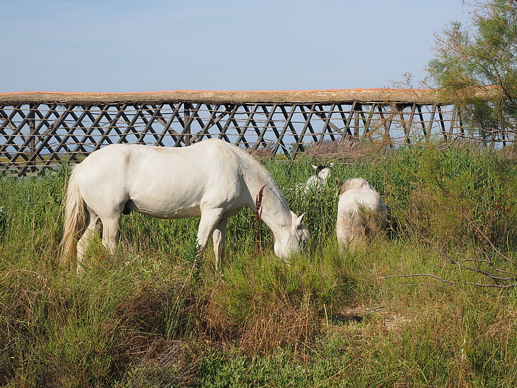 cavalls, cavalls salvatges, blanc, Camarga, Natura Parc Camarga, Bouches-du-rhône, Provença-Alps-Costa Blava