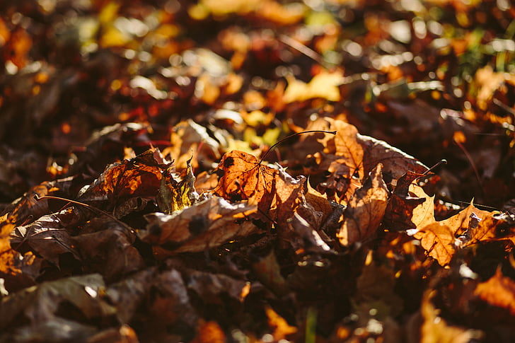 jesenje lišće, zamagliti, Krupni plan, boja, boja, osušeni listovi, jesen