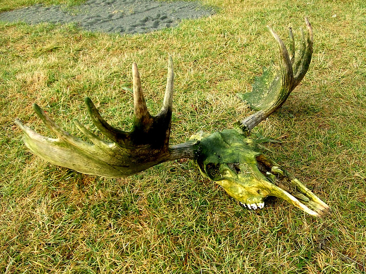Moose, schedel, dood, rek, Alaska, hoofd, eland