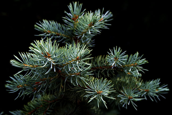 spruce, julgran, Pine, iglak, barrträd, träd, kvist