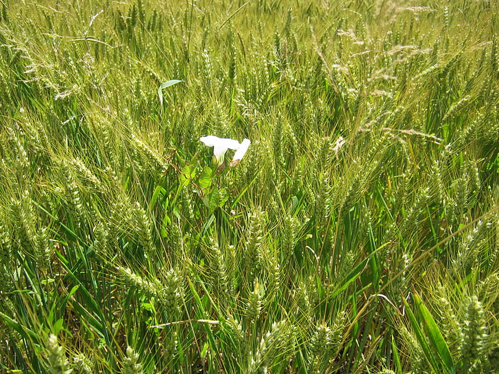 barley field, vetch, barley, field, white, green, decorative