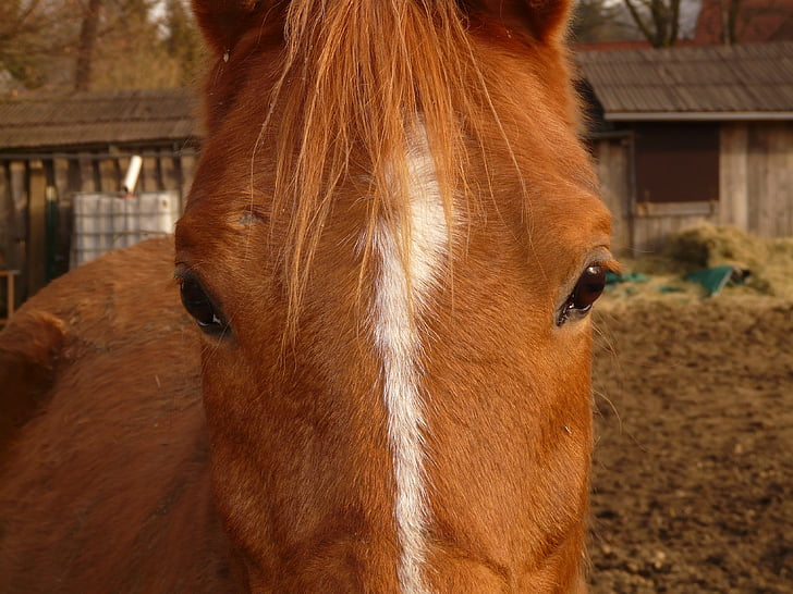 tête de cheval, cheval, yeux, animal, fourrure, Dear, poney
