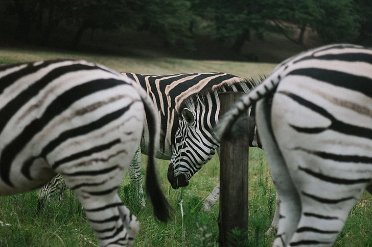 Zebra, animal, vida selvagem, natureza, ao ar livre, verde, grama