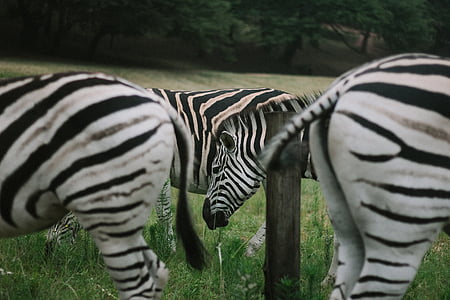 Zebra, animale, fauna selvatica, natura, all'aperto, verde, erba