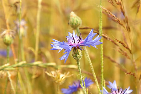 cornflower, field, cereals, the cultivation of, fields, village, agriculture