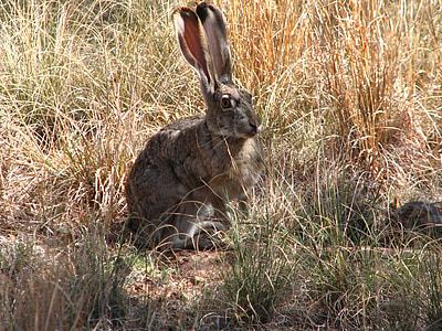 หางดำ jackrabbit, กระต่าย, กระต่าย, กระต่าย, สัตว์ป่า, ธรรมชาติ, น่ารัก