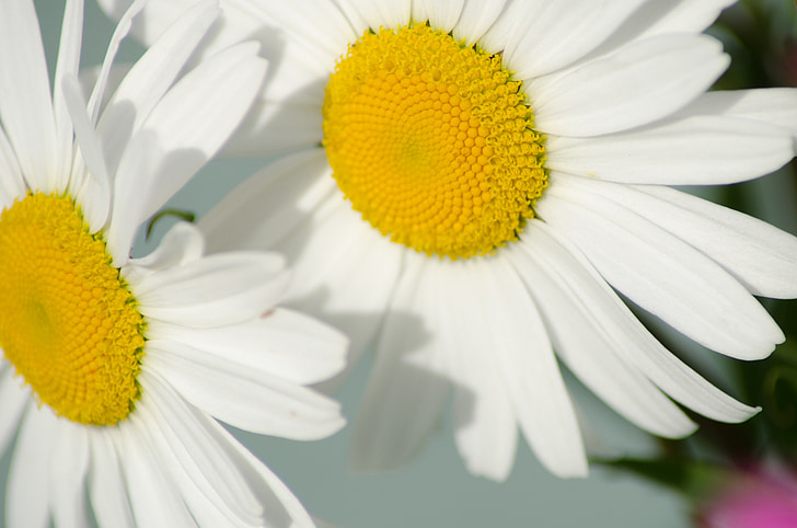 daisy, flower, the nature of the