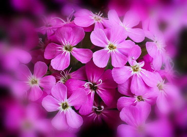 flowers, pink, plant, close, nature, colorful