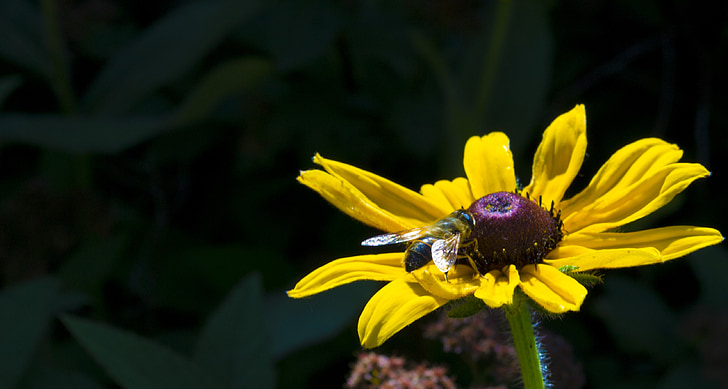 flor, primavera, macro, insecte, abella, abella de la mel, insectes