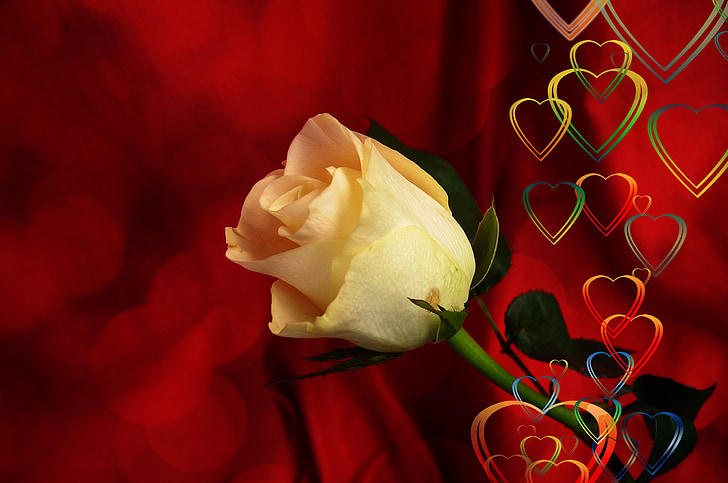 Hoa hồng, trái tim, Yêu, may mắn, tóm tắt, mối quan hệ, Cảm ơn bạn