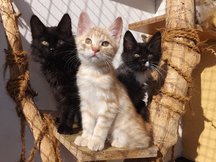 kurilian bobtail, yavru kedi, siyah kedi, siyah ve beyaz kedi, Gümüş kedi, yavru kedi, siyah ve beyaz