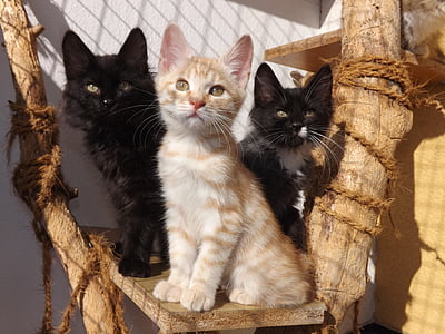 Kurilian bobtail, gattini, gatto nero, gatto in bianco e nero, gatto d'argento, gattino, bianco e nero