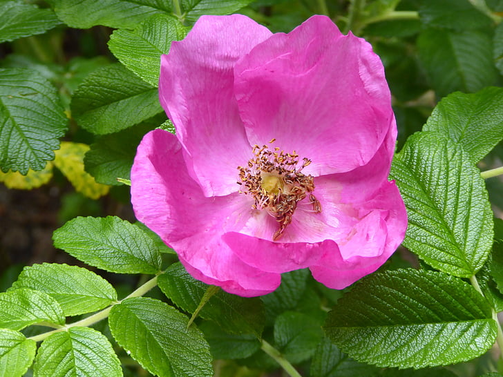 wild rose, pink, bush rose, beautiful, nature, blossom, bloom