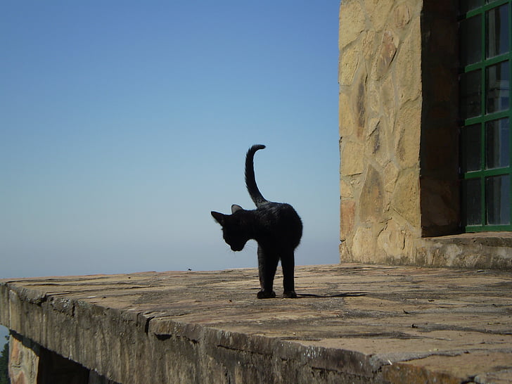 γατάκι, μαύρη γάτα, αιλουροειδών, Παρατηρώντας