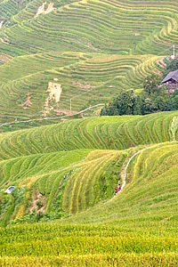 arroz, plantación de, plantaciones de arroz, campos de arroz, Asia, paisaje, campo