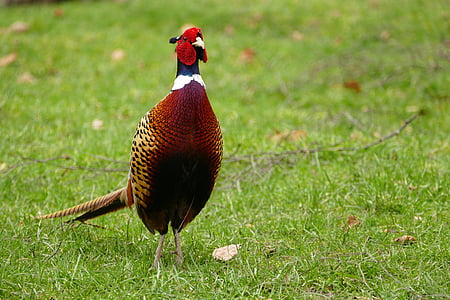 pheasant, bird, animal, wild, feather, nature, wildlife