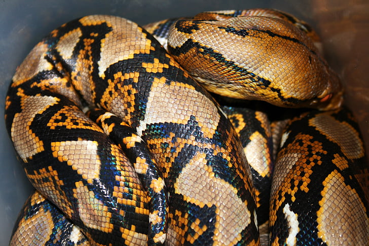 Python, Chiang mai, nordul Thailandei