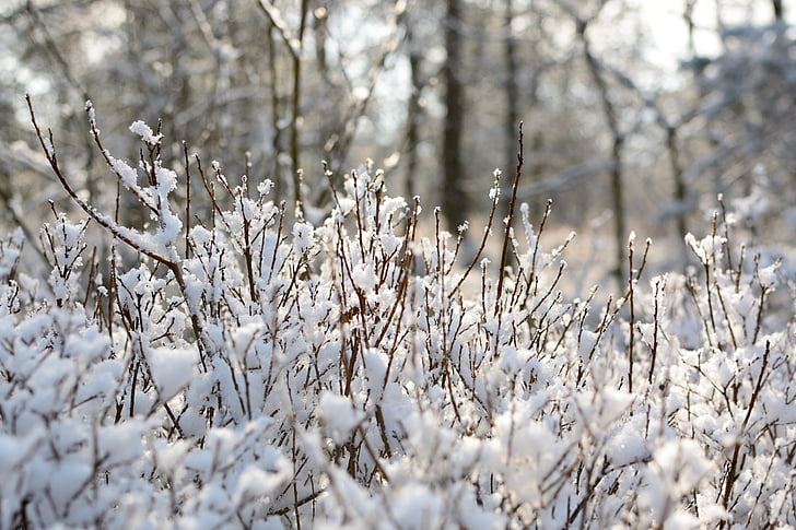 sucursales, nieve, Frost, invierno, árbol, estética
