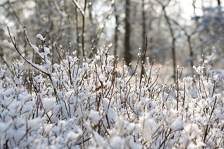 filiāles, sniega, salna, ziemas, koks, estētiskā