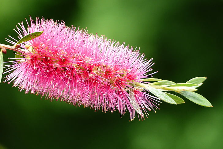 Pink, blomst, fotografering, naturlige, callistemon, Japan, plante