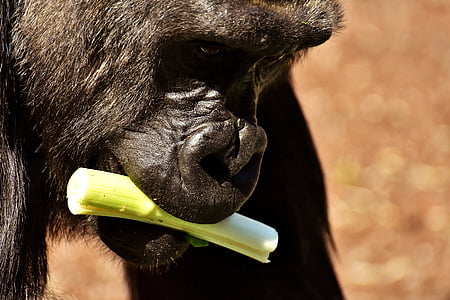 Gorilla, scimmia, divertente, animale, Zoo di, pelose, onnivoro