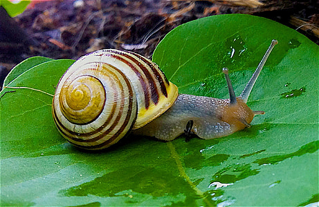 garden snail, snail, garden bänderschnecke, shell, animal, nature, slowly