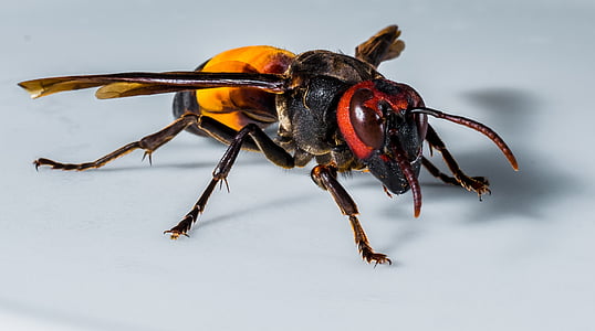 hornet, wasp, insect, close, nature, animal, close-up