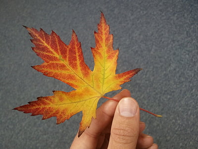 liść, ręka, jesień, żółty, czerwony, pomarańczowy, liści