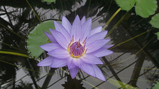 water lily, Blossom, nở hoa, Thiên nhiên, màu tím, mùa xuân, mùa hè
