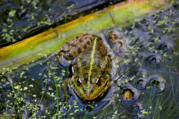 Frog pond, sommar, Gerardo, djur