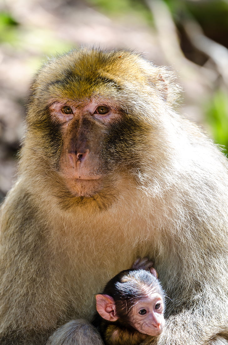 macaque, monkey, animal, animals in the wild, primate, looking at camera, animal wildlife