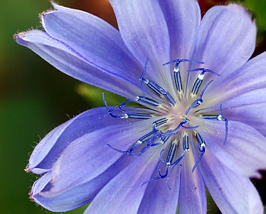 puķe, Wildflower, zila, cigoriņi, zieds, daba, Cichorium