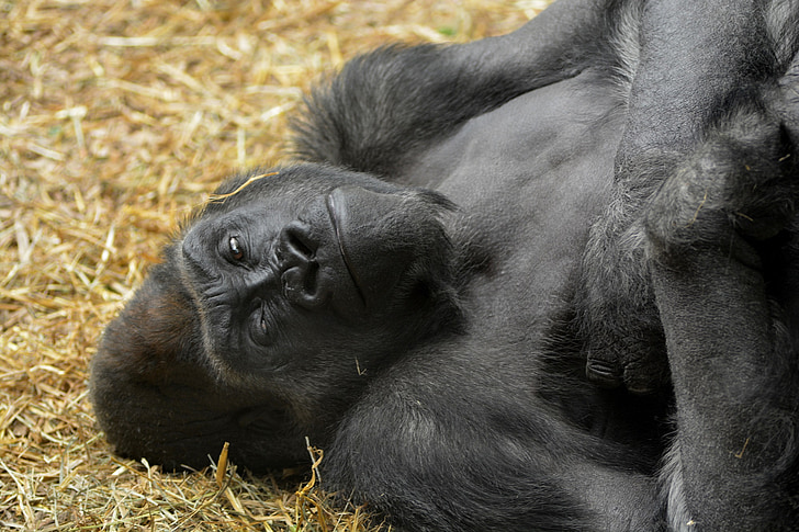 gorilla, reclining, resting, primate, ape, wild, mammal