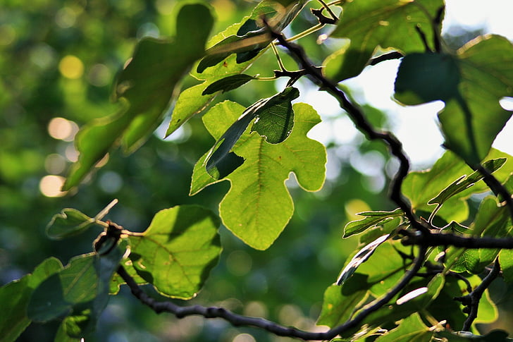 medis, Fig, lapai, iškyša, žalia, šviesos