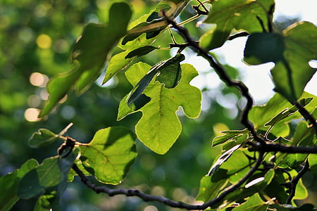 Baum, Abb., Blätter, Überhang, Grün, Licht