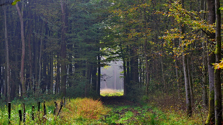 hutan, musim gugur, kabut