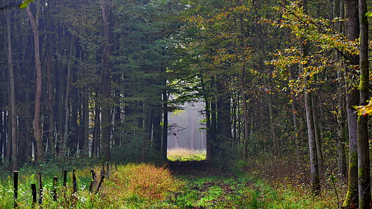 bosque, otoño, niebla