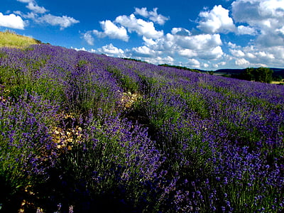 lavender, lavender field, lavandula angustifolia, lavender hill, lippe provence, lavender flowers, violet
