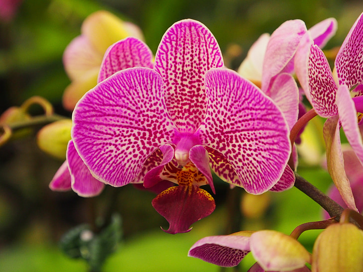 Орхидея, Бабочка на Фолклендских островах, пастель, фиолетовый, NET Вэнь, Природа, завод