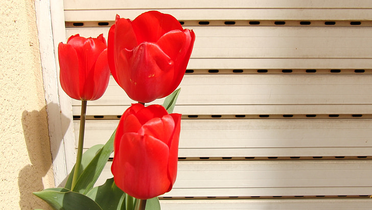 Tulip, merah, musim semi