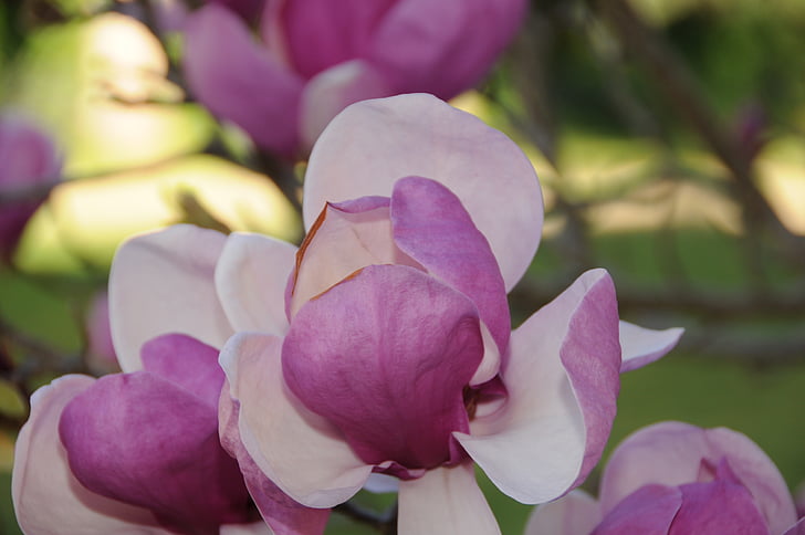 Magnolia tree, lill, Õitsev puu, kevadel, Aed